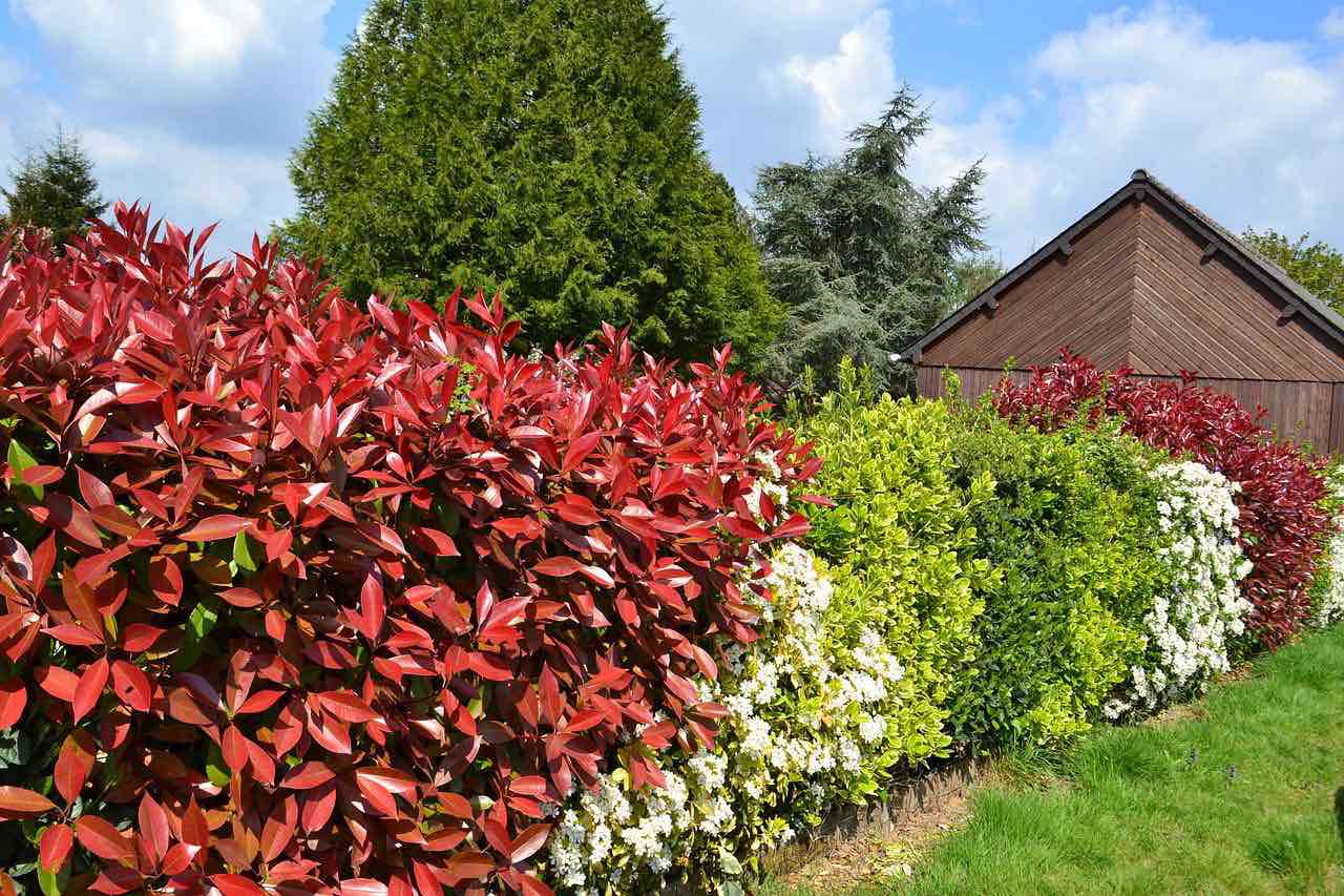 Hecke für den Schmiedeeisen-Zaun