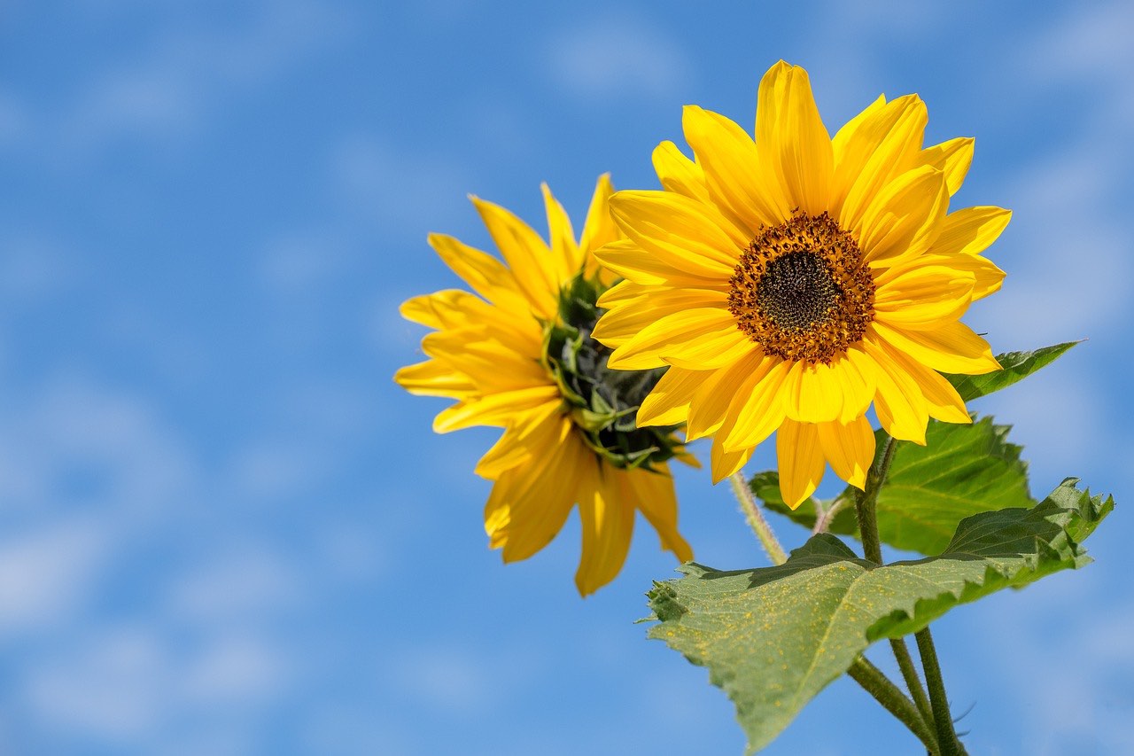 Sonnenblumen als Sichtschutz